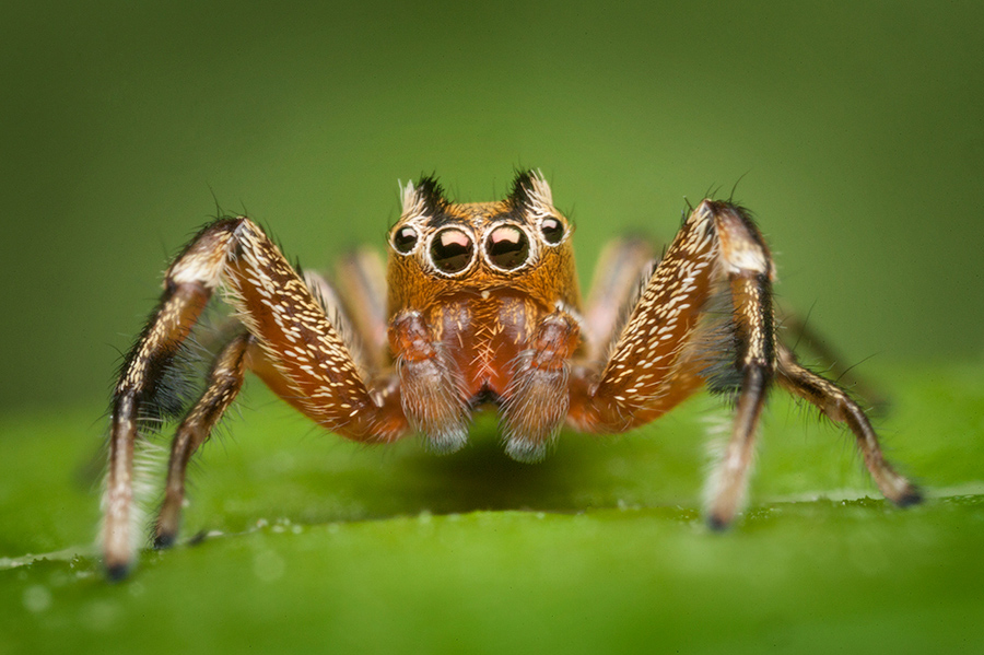 tutalina elegans, salticidae, jumping sider, massachusetts