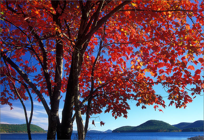 A view south from one of my favorite spots in the Quabbin. Taken with 35mm slide film (fuji velvia 50) many years ago.