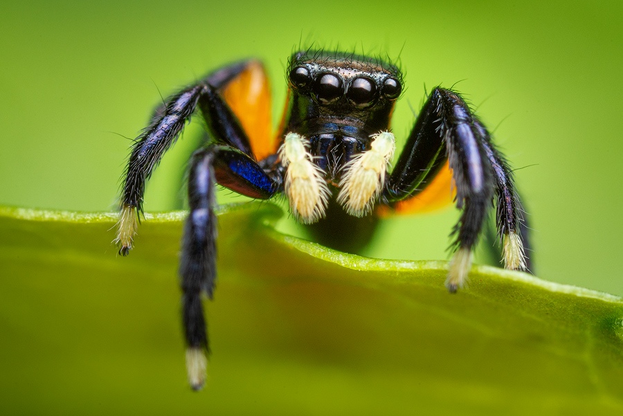 euophrys monadnock, salticidae, jumping spider