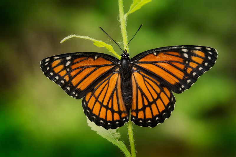 I was out early searching for the Elfin Skimmer, the smallest dragonfly in North America when I found this beautiful Viceroy....