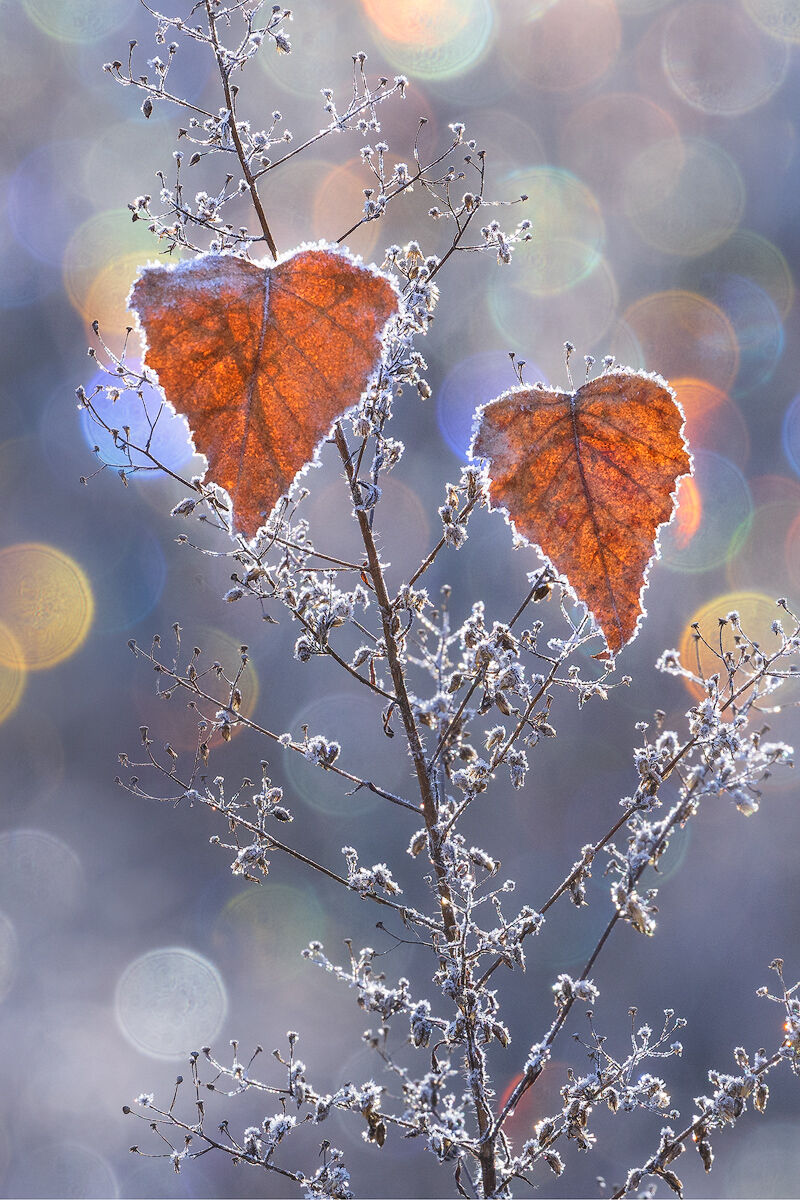 found hearts, leaves, frost, bokeh, winter, love
