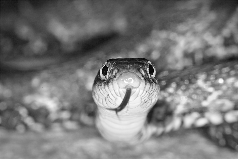 Northern water snake, nerodia s sipedon, snake