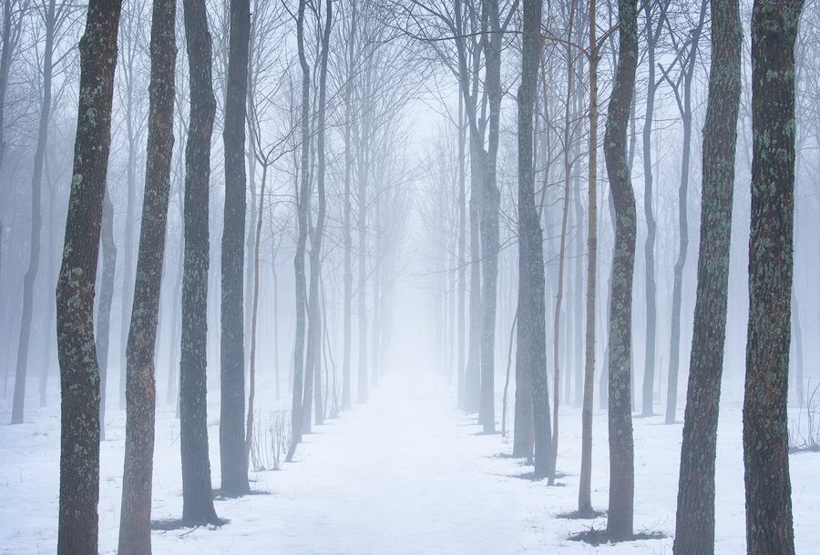 trees, fog, winter