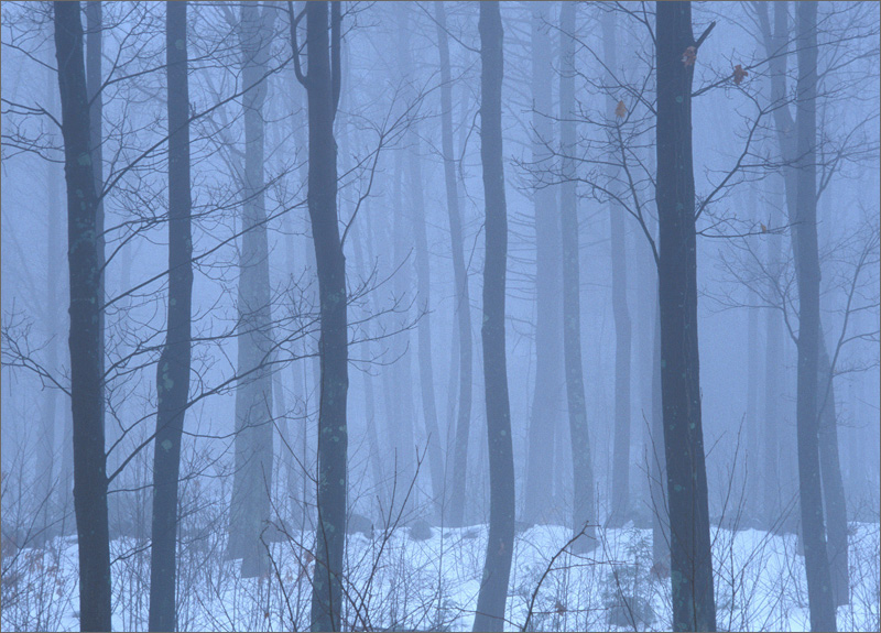 Fog, forest, winter, Wendell, massach