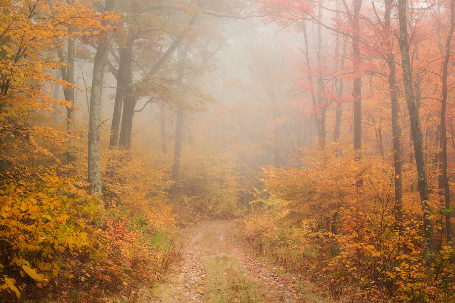 As I set up my camera for a capture of the beautiful autumn colors on a forest trail in the Quabbin a warm breeze brought with...