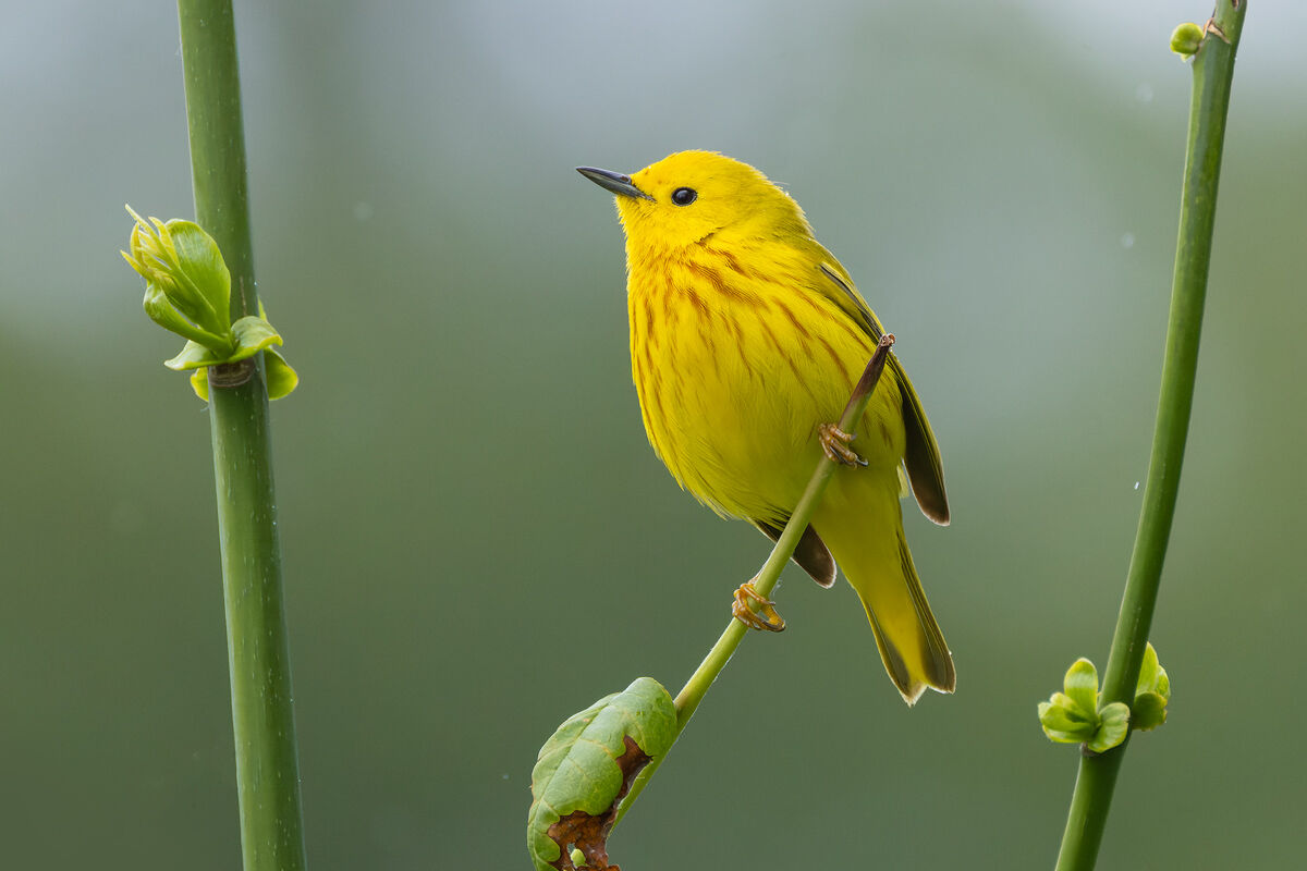 Setophaga petechia