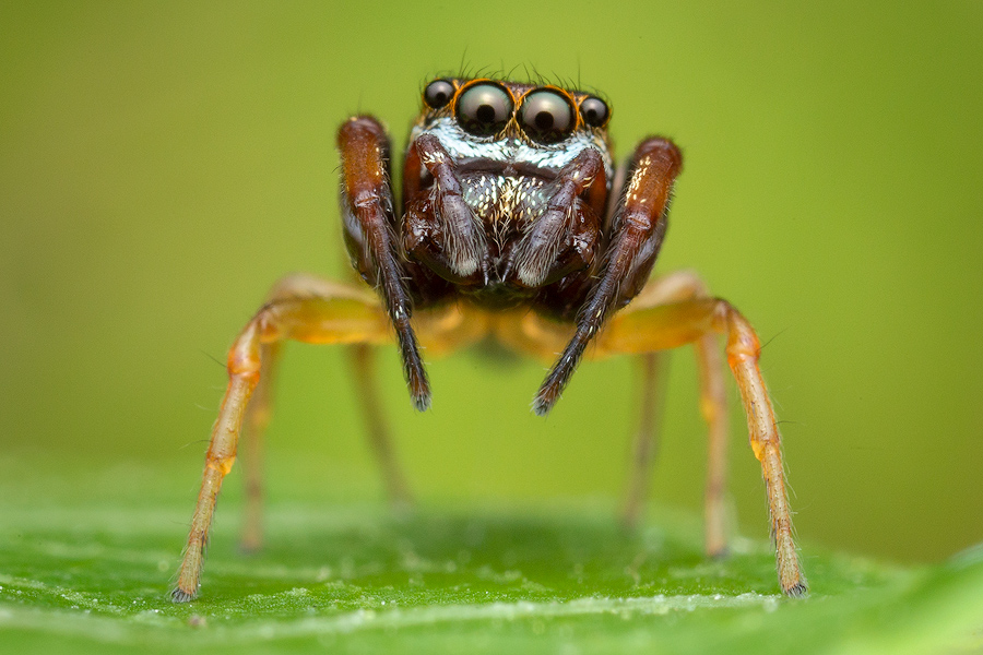 adult male