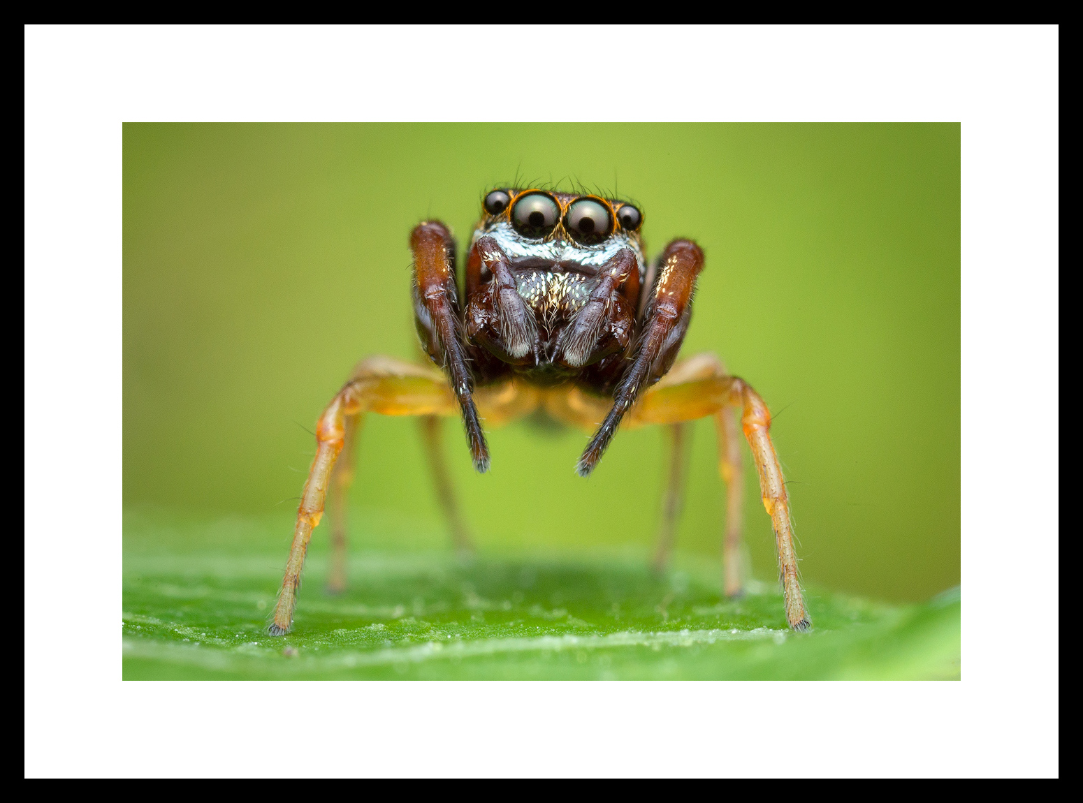 MATTED AND FRAMED PRINT - BLACK FRAME print preview
