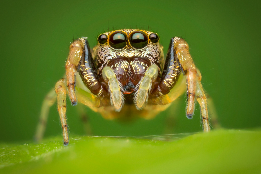 zygoballus rufipes, salticidae, jumping spider